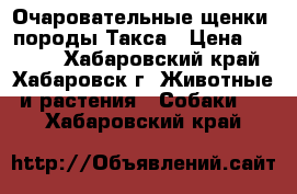 Очаровательные щенки, породы Такса › Цена ­ 7 000 - Хабаровский край, Хабаровск г. Животные и растения » Собаки   . Хабаровский край